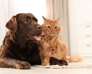 Supporting joint health as dogs and cats age