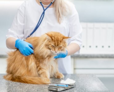 Top 4 health concerns in cats
