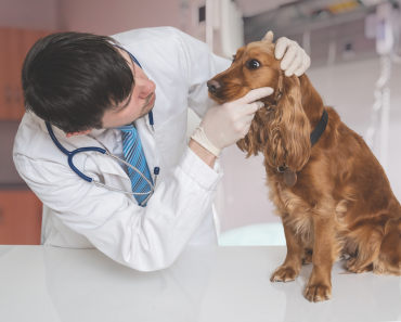 What Dog Parents Need to Know About Immune-mediated Hemolytic Anemia (IMHA)