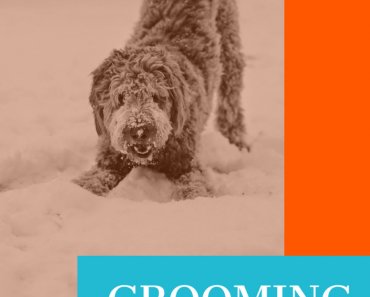 Winter Dog Walks: Top Dog Grooming Tips After a Walk in the Cold