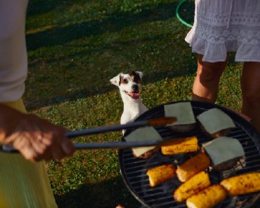 Can Dogs Eat Corn? The Answer Isn’t As Simple As You Might Think