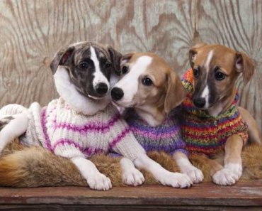 Do Dogs Need Coats in the Winter? 7 Myths and Facts