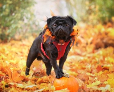 Fun things to do with your dog this fall