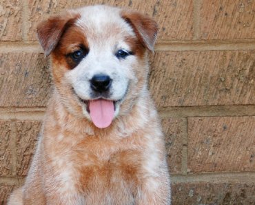 Get to Know the Red Heeler Dog