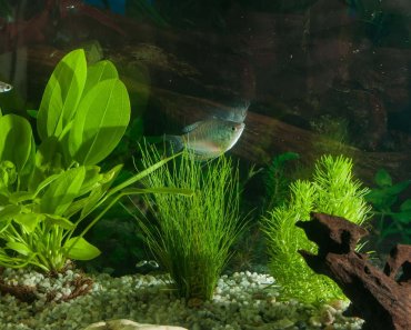 How Does Aquarium Water Hardness Affects Your Fish?