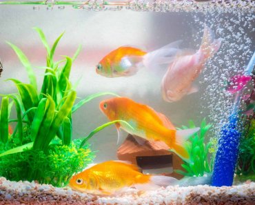 How To Lower Ammonia In Fish Tank
