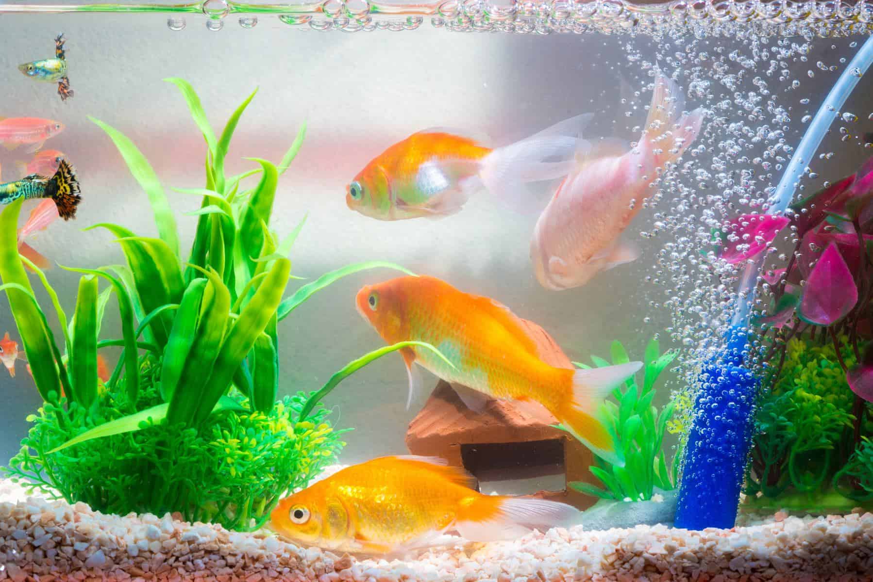 ammonia in fish tank with goldfish