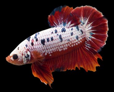 How To Prevent Columnaris Disease In Your Aquarium Fish