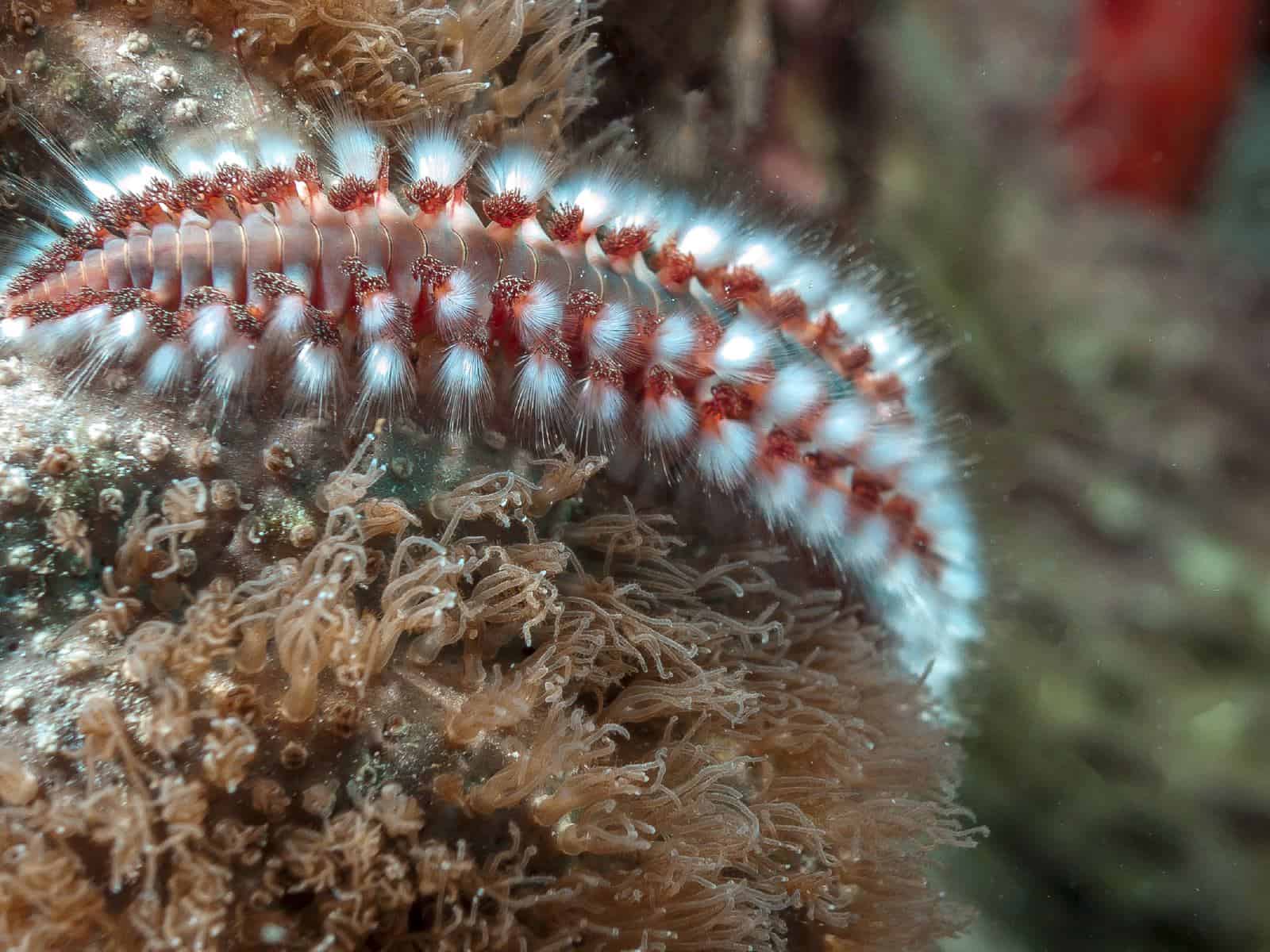 bristle worm crawling in corals