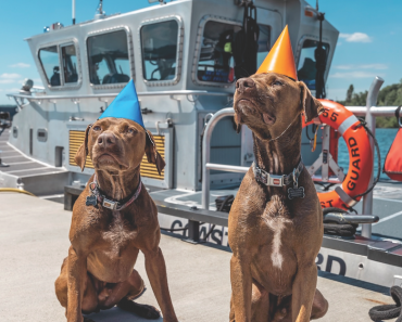 Meet the Coast Guard Canines
