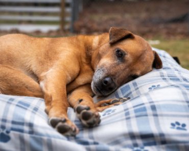 Shelters and rescues for senior dogs and cats – an inside look