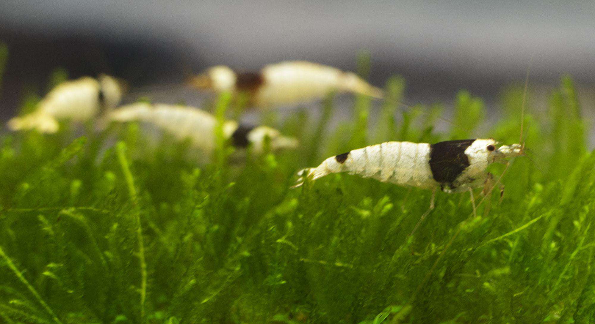group of shimps eating algae