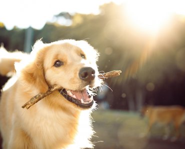 Why Do Dogs Eat Sticks?
