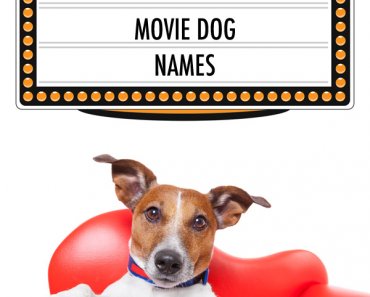 200+ Movie Dog Names and the Dogs Who Portrayed Them!