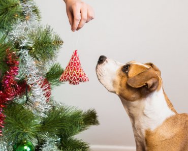 4 tips to avoid the emergency vet clinic during the holidays