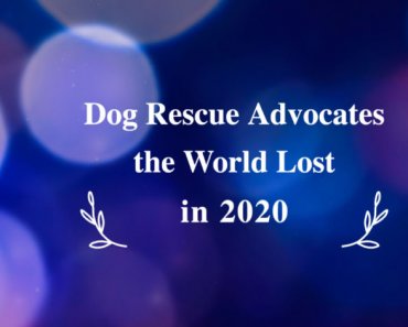 Dog Rescue Advocates the World Lost in 2020