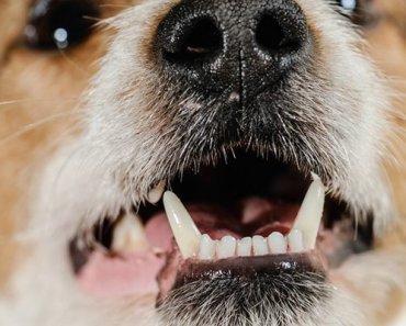 Dog Tooth Infection Signs and Treatments