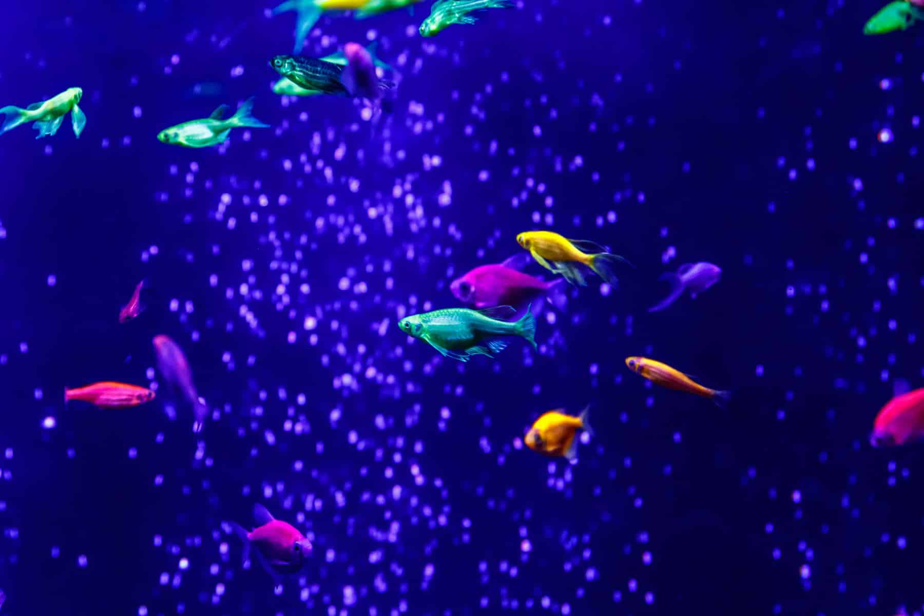 glofish danios in bubbled aquarium