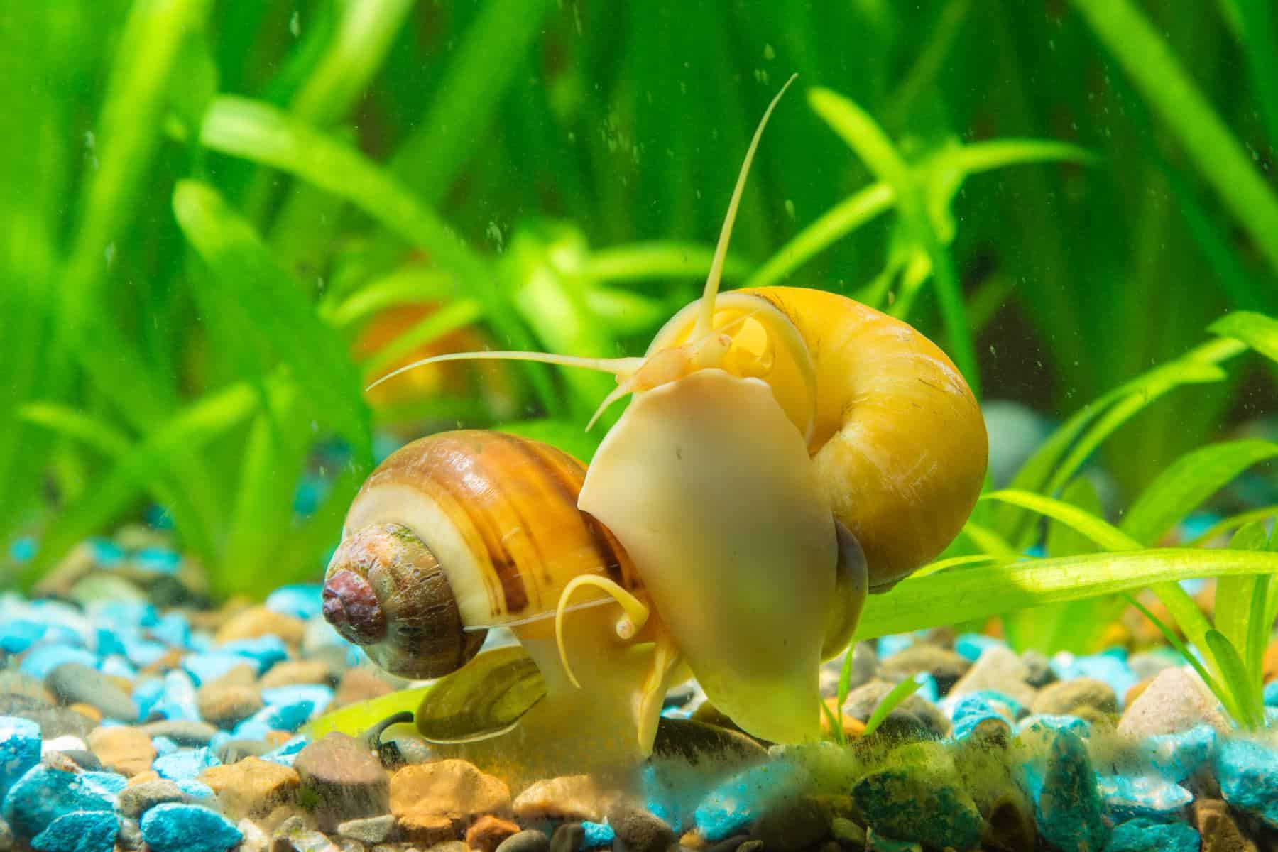 gold inca snail and tankmates in aquarium
