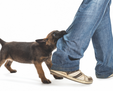 How to Treat Injuries from Dog Fights