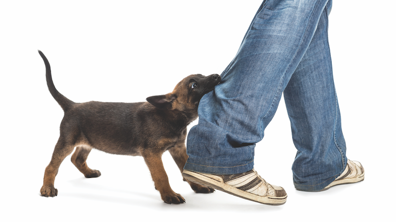 how to treat injuries from dog fights