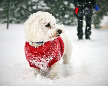 How to Winter-Proof Your Dog for the Great Outdoors