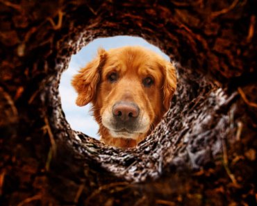Is your dog digging up your yard?
