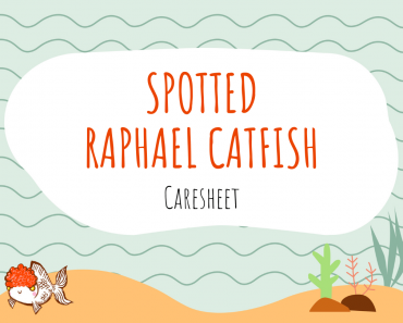 Spotted Raphael Catfish (Agamyxis Pectinifrons) Caresheet