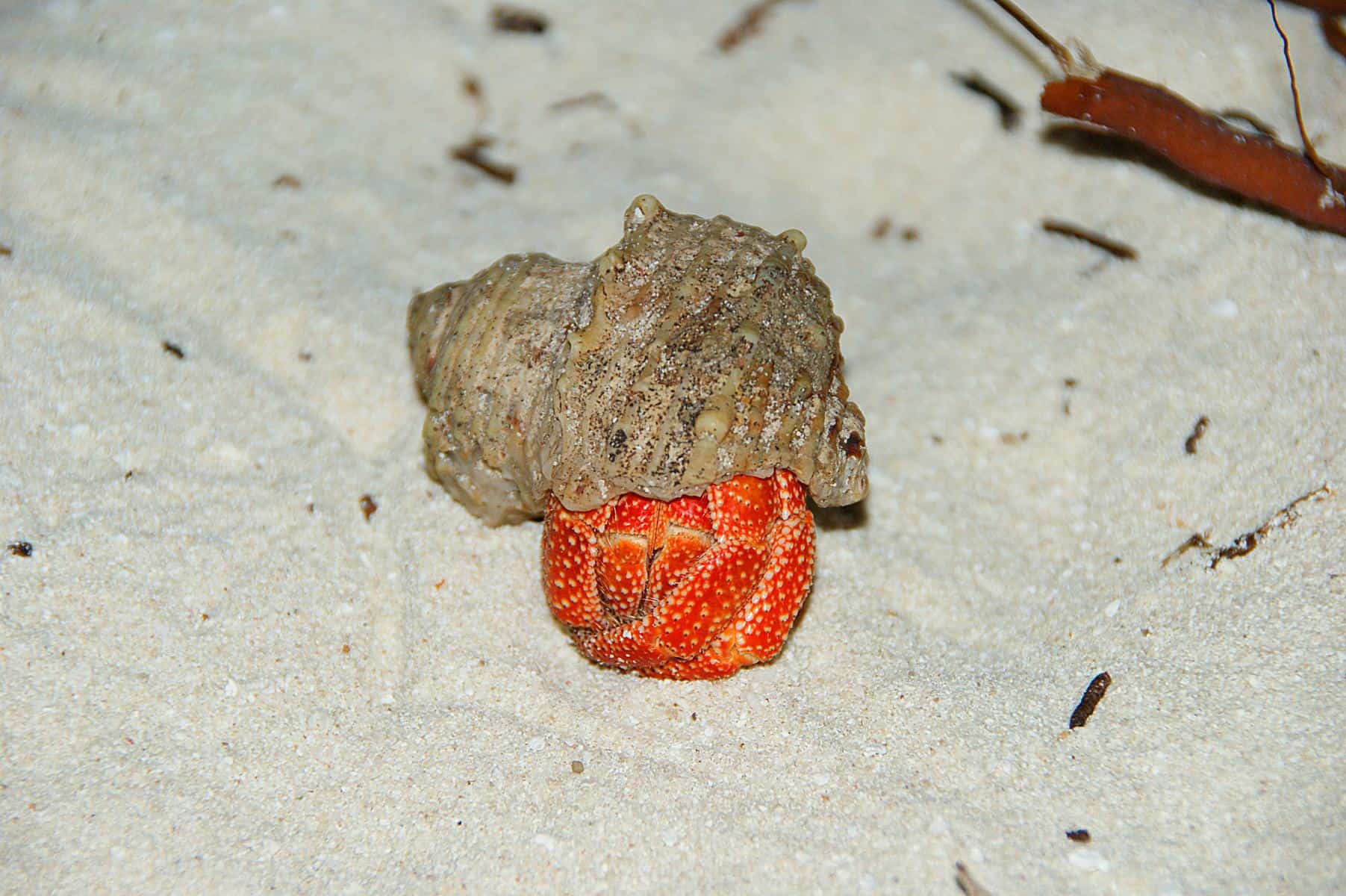 strawberry hermit crab hiding
