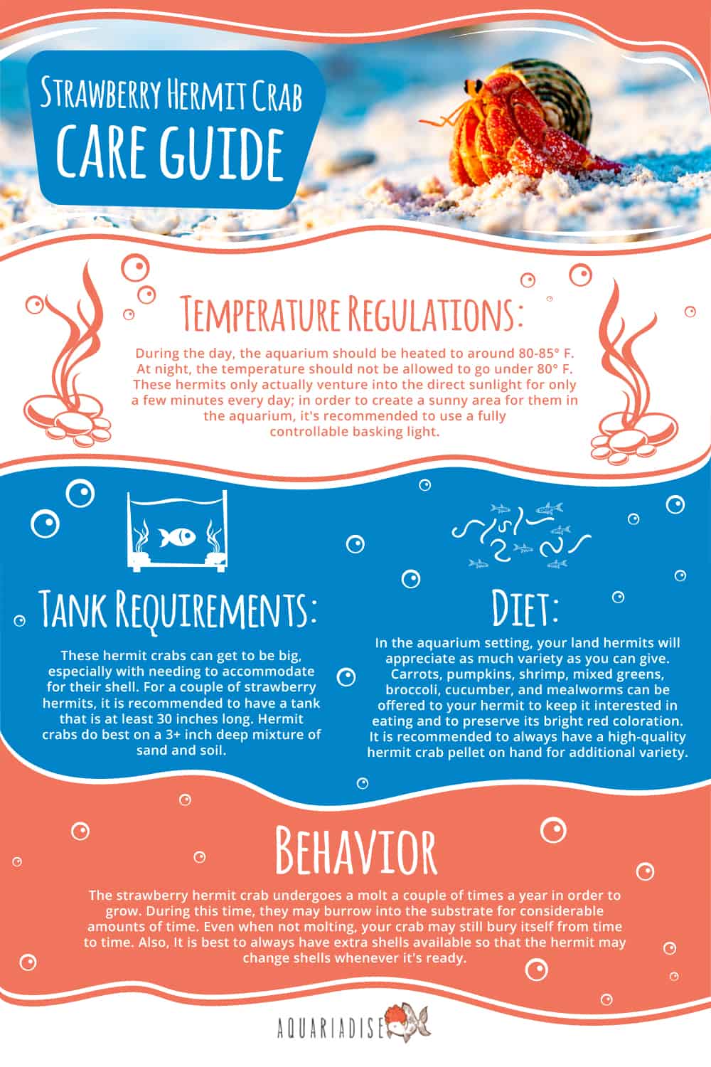 Strawberry Hermit Crab Care Guide Infographic