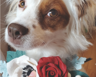 These Floral Clips for Pets Make Lovely Gifts