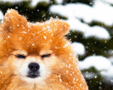 Top winter safety tips for pets