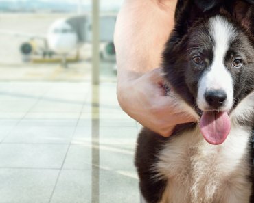 What the Emotional Support Dog Airline Ban Means For Those Flying