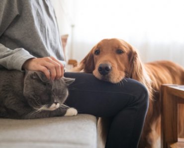 5 ways to promote kidney health in your dog or cat