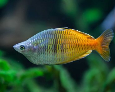 Boesemani Rainbowfish (Melanotaenia boesemani) Care Sheet