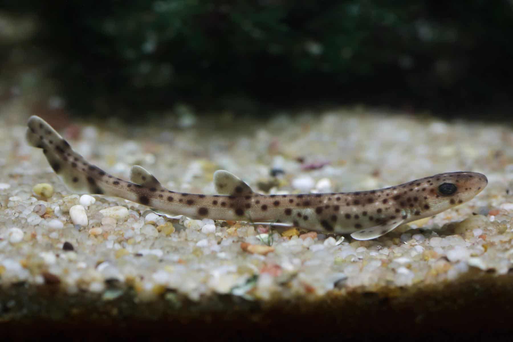 small spotted catshark