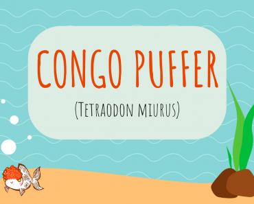 Congo Puffer (Tetraodon miurus) Care Sheet