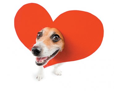 Dog Treat Recipe: Dipped Valentine’s Day Treats