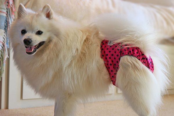 Dog pants, like this fun polka-dot option from Glenndarcy, are good for dogs in heat.