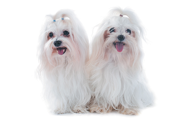 Maltese dogs with ribbons in their hair.