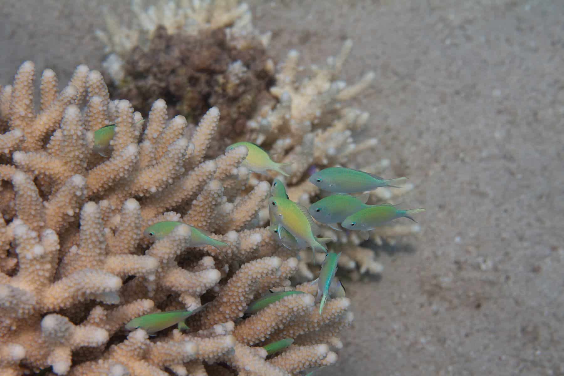 group of green chromis fish