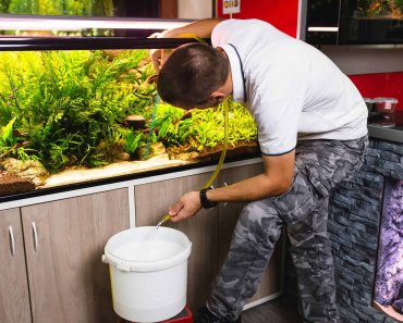 How To Clean A Fish Tank The Right Way