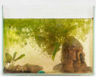 New Tank Syndrome: What It Is And How To Avoid It