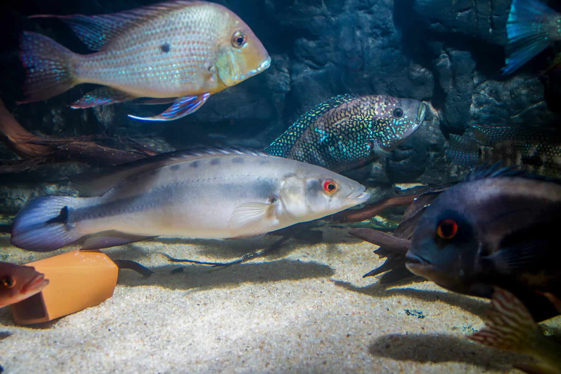 pike cichlid and other underwater species