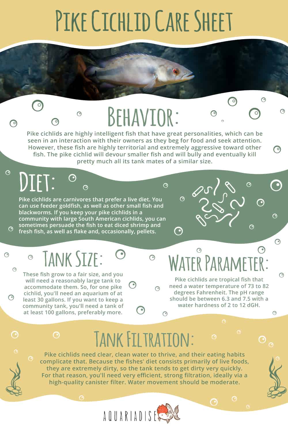 Pike Cichlid Infographic 