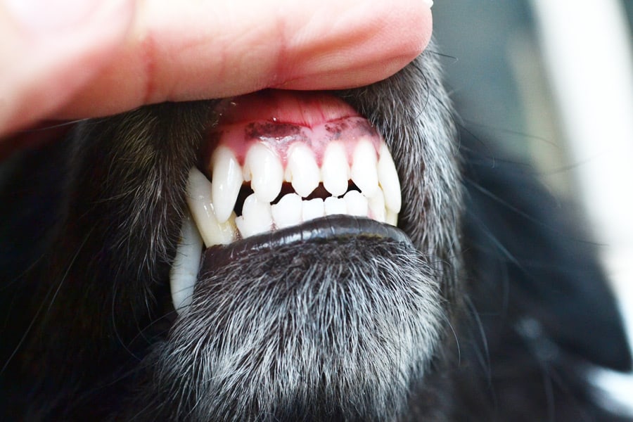 dog teeth #sponsored