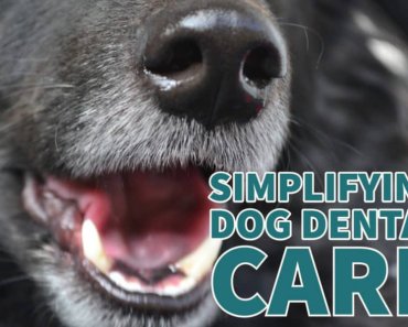 Simplifying Dog Dental Care with Suchgood