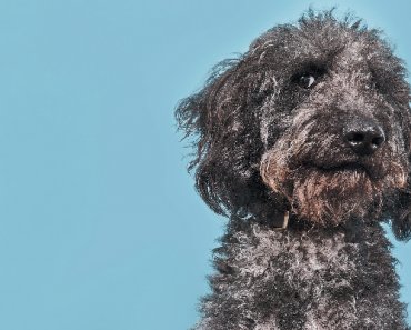 Think You’ve Got a Stubborn Dog? How to Train a Dog Who Won’t Listen