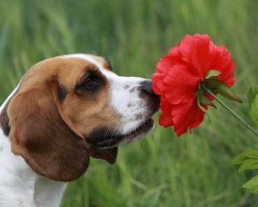 What Flowers are Poisonous to Dogs?