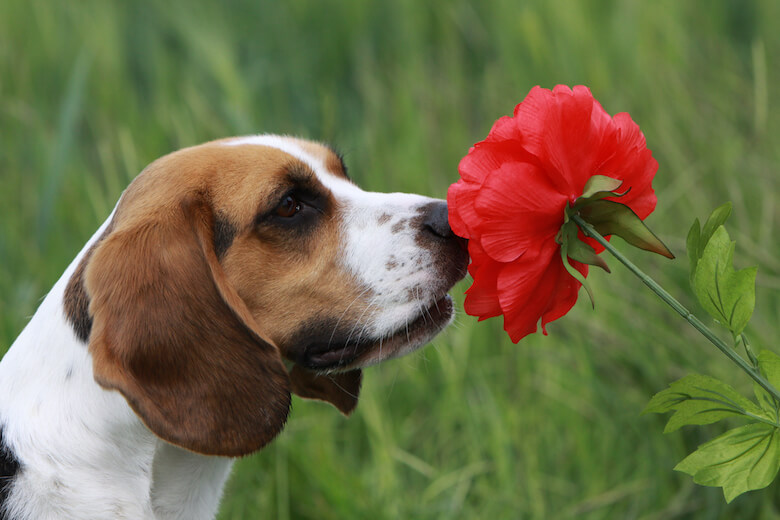 what flowers are poisonous flowers for dogs